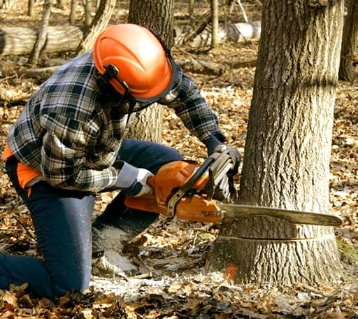 Tree Removal in Rochester, MA